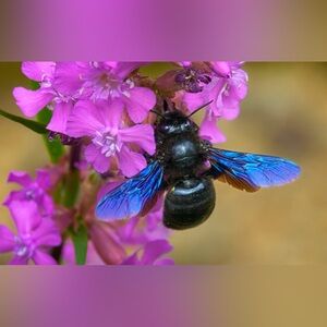 Meet your Posher, Bee 🐝